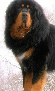 Tibetan Mastiff Wallpapers Screenshots 3