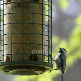 Feed me Seymour! by Dianne Collins - Animals Birds