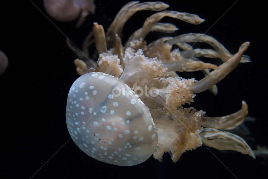 Tentacles by Michael Pua - Animals Sea Creatures