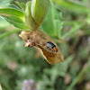 Cereal leaf beetle