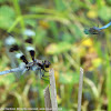 Blue Dasher versus Twelve-spotted Skimmer
