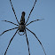 Giant wood Spider