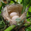 Rufous tailed Hummingbird eggs