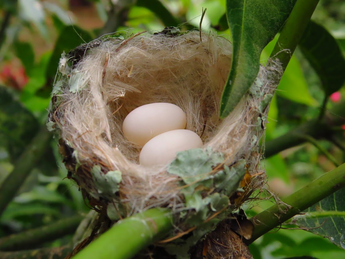 Rufous tailed Hummingbird eggs