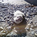 Pacific Harbor Seal
