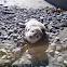 Pacific Harbor Seal