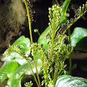 Monophyllaea