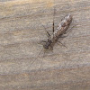 Common Forestfly