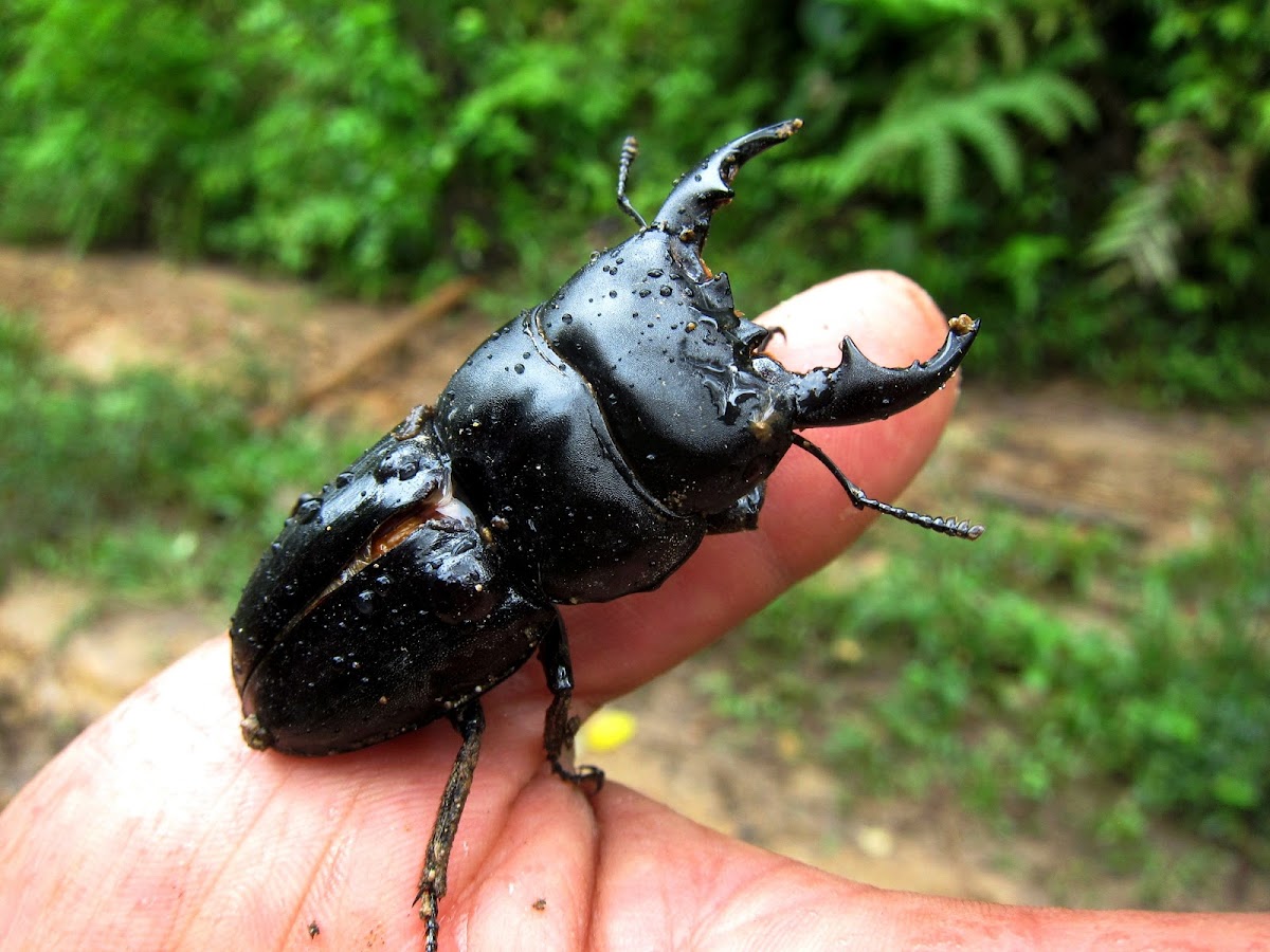 Giant Stag Beetle