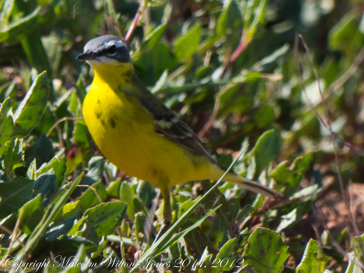 Blue-headed Yellow Wagtail;