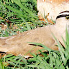 Crowned Lapwing Plover / Kroonkiewiet