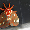 Royal Walnut Moth