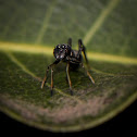 Ant-Mimicking Jumping Spider