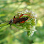 Round-necked Longhorn Beetle