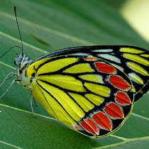 Butterflies of Western Ghats