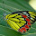 Butterflies of Western Ghats