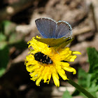 Western tailed blue