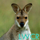 kangaroo live wallpaper APK