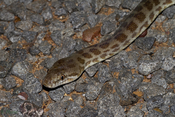 Stimson's Python | Project Noah