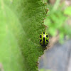 Mallow leaf beetle