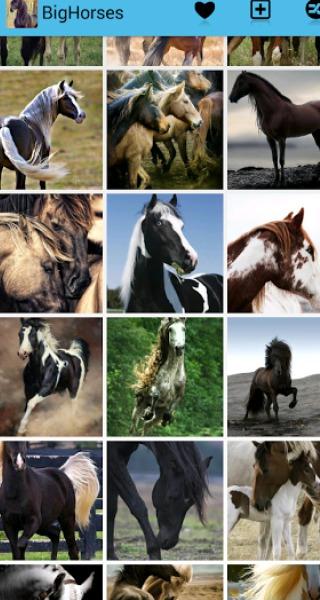 Big Horses - Horse Pictures Screen 3