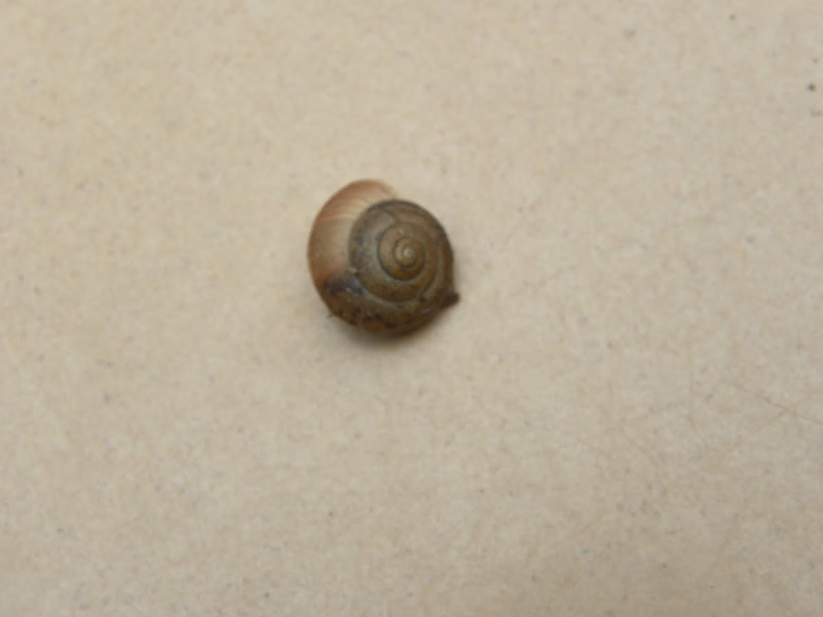 Cellar Snail