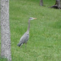 Great Blue Heron