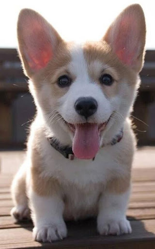 【免費個人化App】Corgi Dog Wallpapers-APP點子