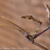 Cone-headed Mantis; Mantis Palo