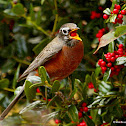 American robin