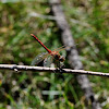 western meadowhawk dragonfly