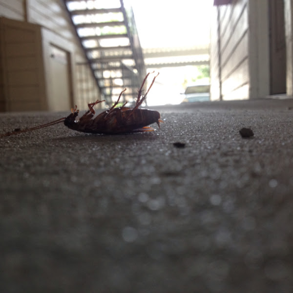 Cockroach | Project Noah