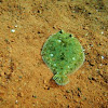 Leopard Flounder