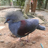 Western Crowned Pigeon