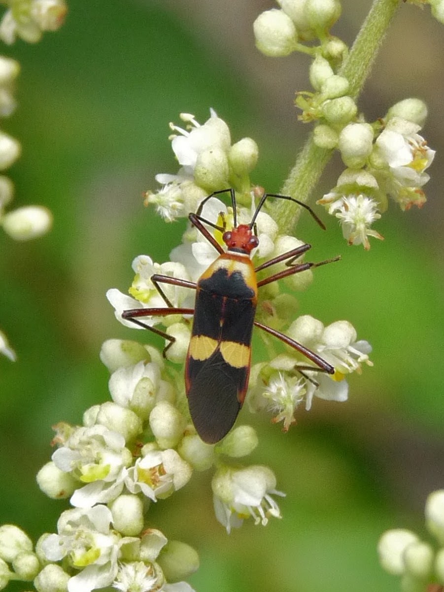 Pyrrhocoridae Bug