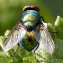 Common green bottle fly