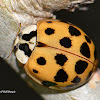 Harlequin ladybird