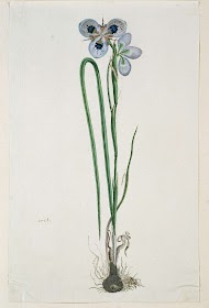 Moraea aristata (D. Delaroche) Aschers & Graebn.