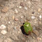 Green Shield Bug