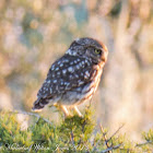 Little Owl; Mochuelo Común