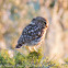 Little Owl; Mochuelo Común