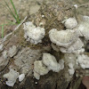 Mushroom crust