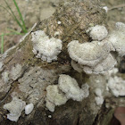 Mushroom crust