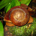 Giant Forest Snail