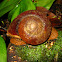 Giant Forest Snail
