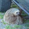 Two toed sloth