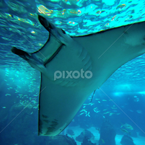 by Joaquim Martins Araujo - Animals Fish