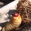 Larva de picudo rojo, Red palm weevil larva