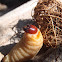 Larva de picudo rojo, Red palm weevil larva
