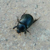 Pentodon beetle